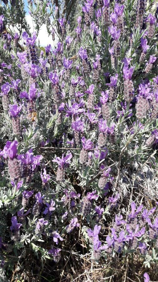 Appartamento Aliso' Sarzana Esterno foto