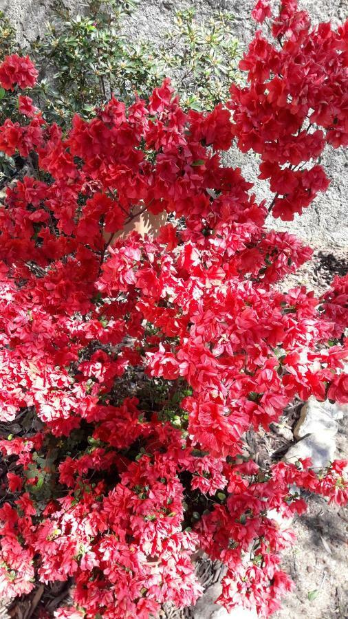 Appartamento Aliso' Sarzana Esterno foto